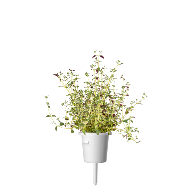 Click & Grow Plant Pods | Thyme | 3-Pack
