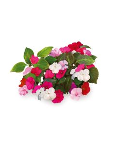Click & Grow Plant Pods | Busy Lizzie - 3-pack
