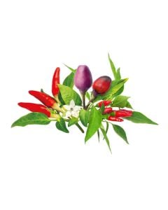 Click & Grow Plant Pods | Chili Pepper Mix - 9-Pack