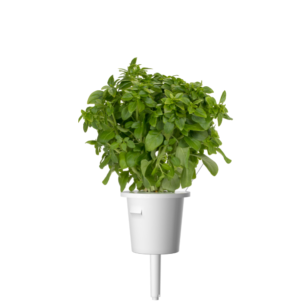 Click & Grow Plant Pods | Italian Herb Mix - 9-Pack