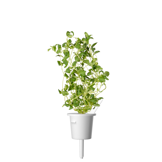 Click & Grow Plant Pods | Italian Herb Mix - 9-Pack