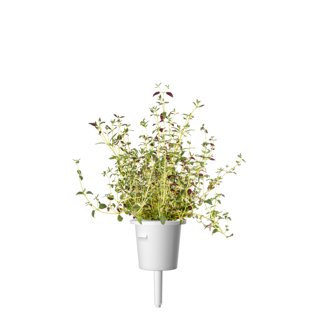 Click & Grow Plant Pods | Italian Herb Mix - 9-Pack