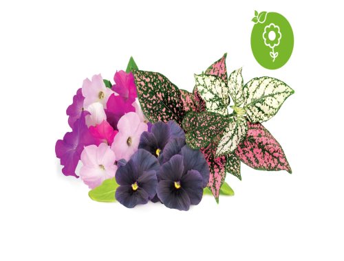 Click & Grow  - Vibrant Flower Mix /9-pack