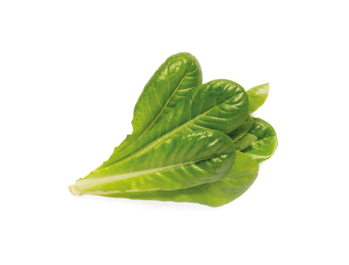 Click & Grow  - Romaine Lettuce  / 3-pack