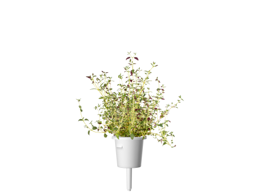Click & Grow - Thyme / 3-pack
