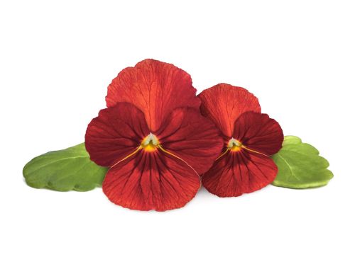 Click & Grow Plant Pods Red Pansy / 3 Pack