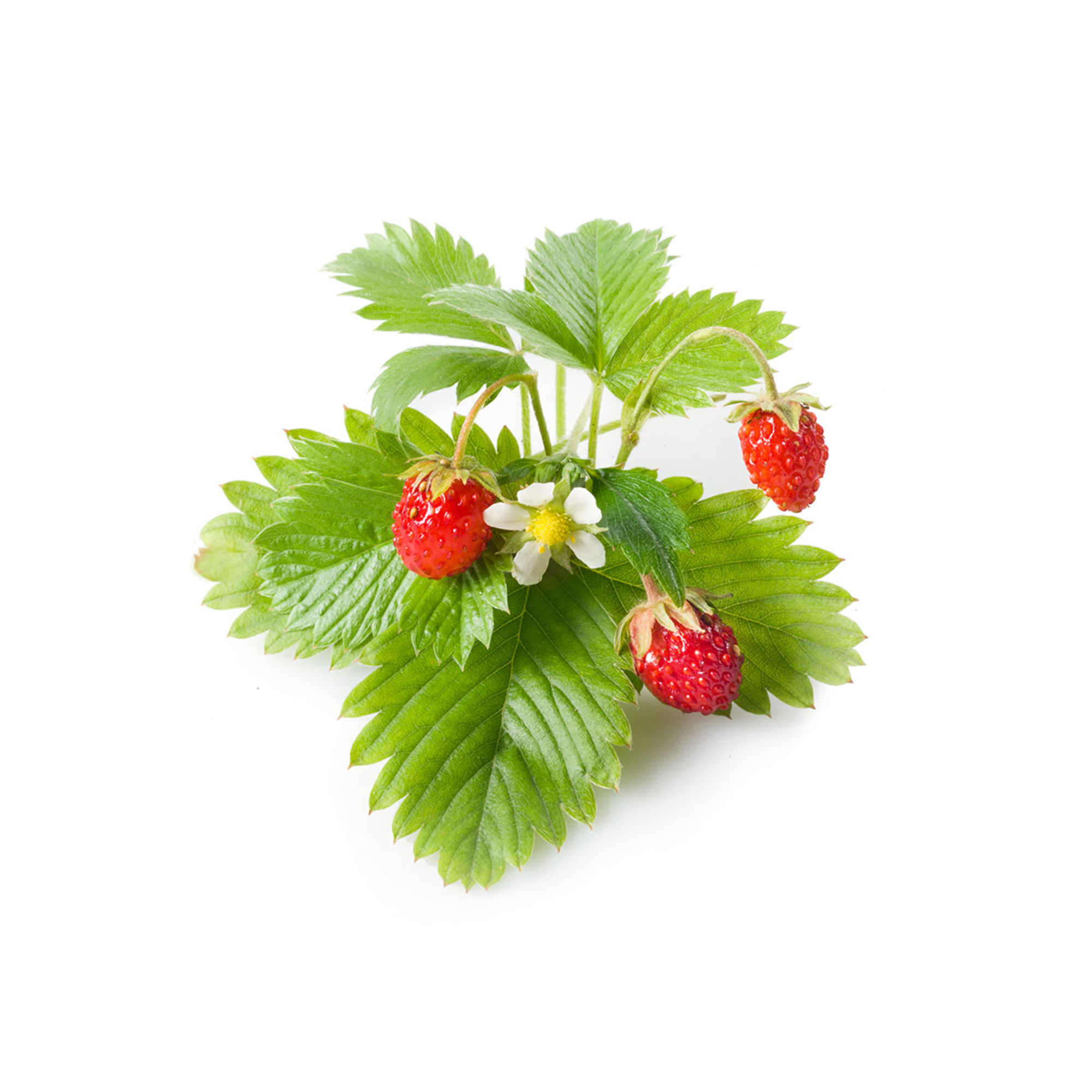  Wild Strawberry フルリム3枚セット Buy Click & Grow - Wild Strawberry / 3-pack