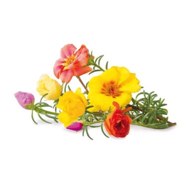 Click & Grow Plant Pods | Moss Rose - 3-Pack