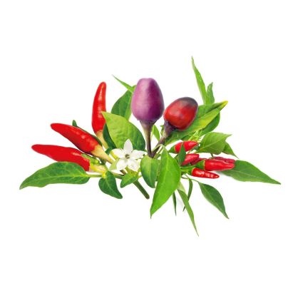Click & Grow Plant Pods | Chili Pepper Mix - 9-Pack