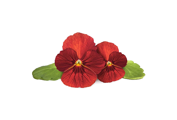 Red Pansy Pods Click and Grow